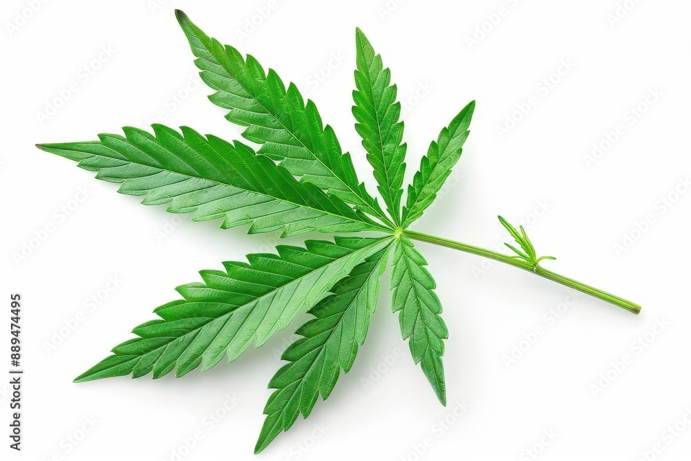 vibrant green cannabis leaf isolated on pure white intricate details of serrated edges and delicate veins visible soft shadows add depth to the photorealistic rendering vibrant green cannabis leaf isolated on pure white intricate details of serrated edges and delicate veins visible soft shadows add depth to the photorealistic rendering