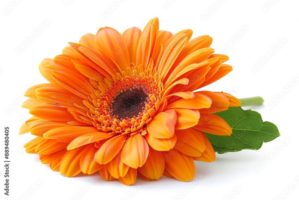 orange daisy flower isolated on white orange daisy flower isolated on white