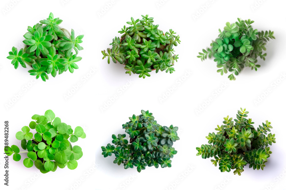 High-Resolution PNG Pack of 6 Decorative and Aromatic Plant Seedlings Images - Beautifully Captured Herb and Flower Sprouts for Gardens, Home Decor, and Botanical Projects High-Resolution PNG Pack of 6 Decorative and Aromatic Plant Seedlings Images - Beautifully Captured Herb and Flower Sprouts for Gardens, Home Decor, and Botanical Projects