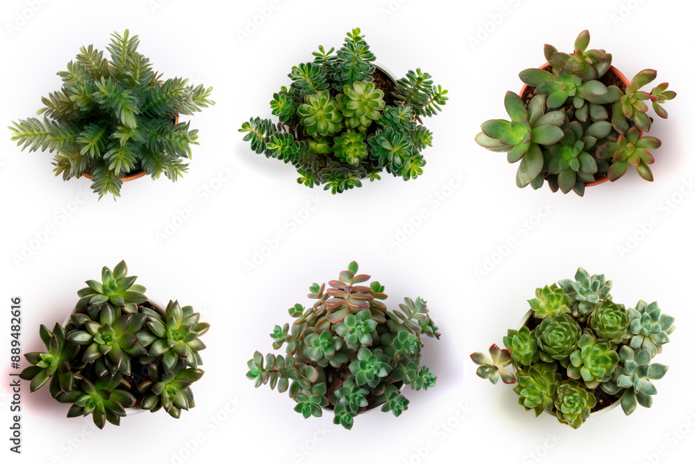 Naklejka premium High-Resolution PNG Pack of 6 Decorative and Aromatic Plant Seedlings Images - Beautifully Captured Herb and Flower Sprouts for Gardens, Home Decor, and Botanical Projects