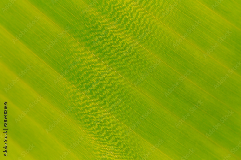 Macro banana leaf background,Background texture of tropical palm or banana green leaf. Eco, ecology, natural, environment, organic concept. Macro banana leaf background,Background texture of tropical palm or banana green leaf. Eco, ecology, natural, environment, organic concept.