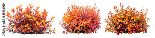 Bush with vibrant autumn leaves on transparent background