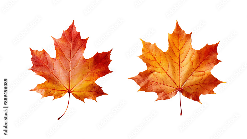 Autumn leaf cutout Autumn leaf cutout