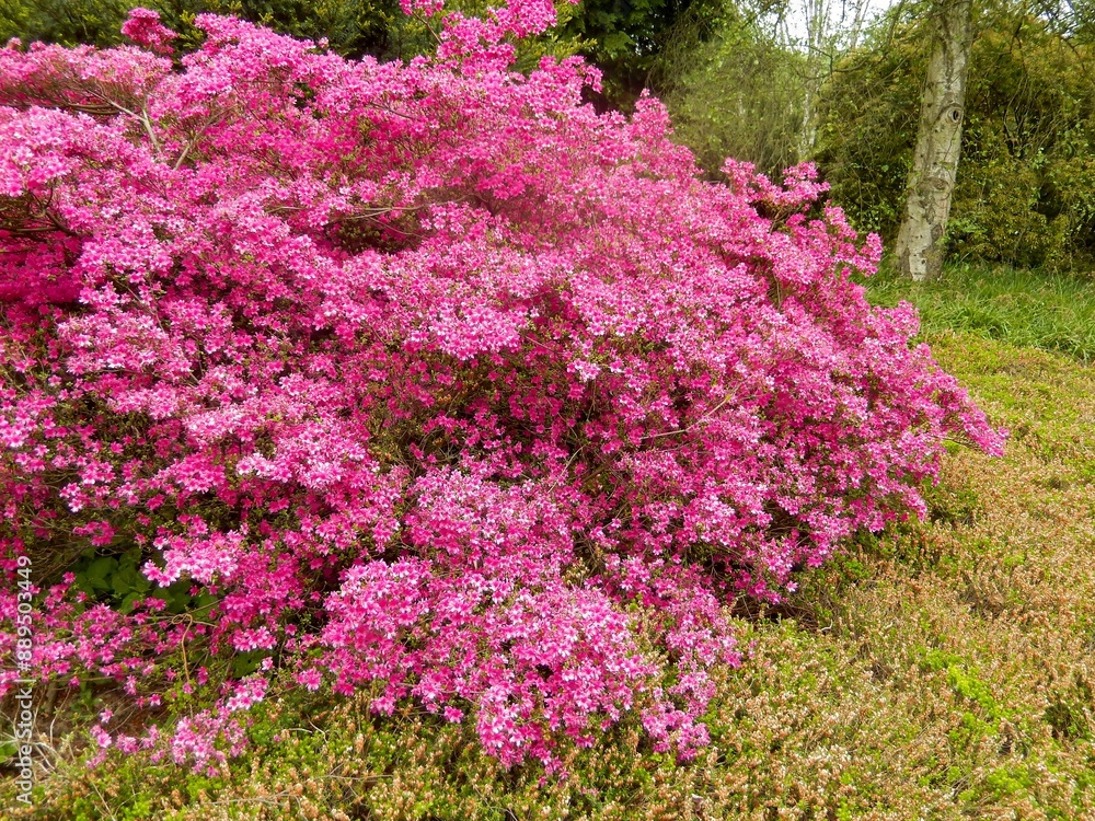 Obraz premium large azalea with many purple flowers