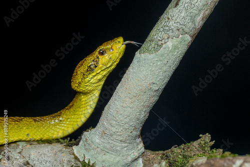 Closeup portrait of malabar pit viper in yellow morph photo