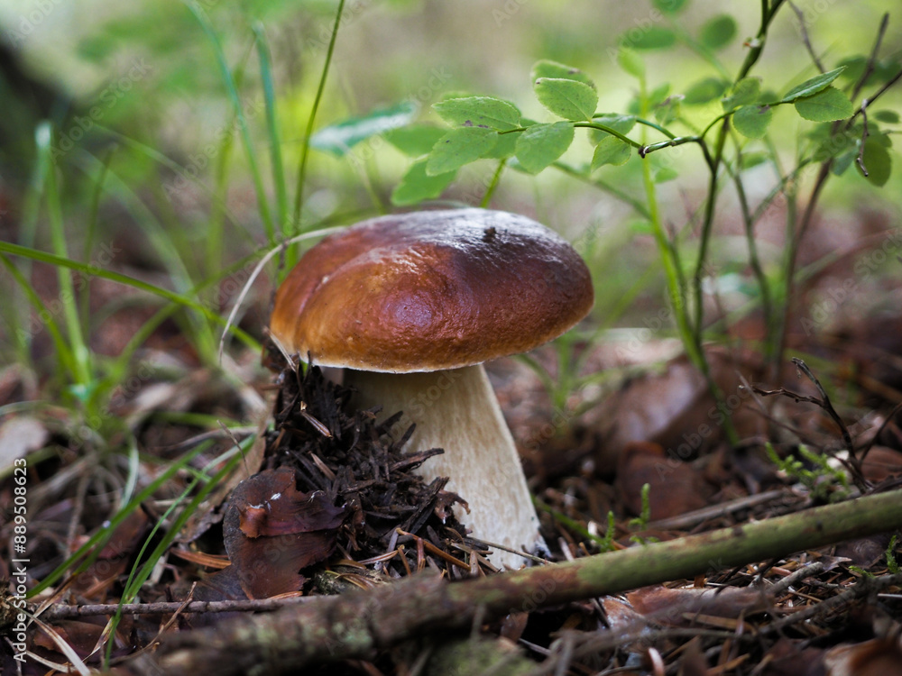 Fototapeta premium Boletus in the forest, cep, penny bun, porcino, porcini