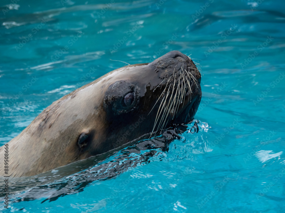 Fototapeta premium Sea lion from Cabárceno Park in Cantabria (Spain)