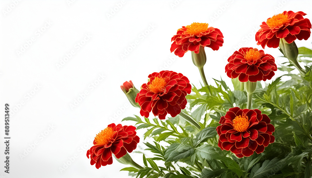 Obraz premium Red Marigold Flowers in Full Bloom on a White Background