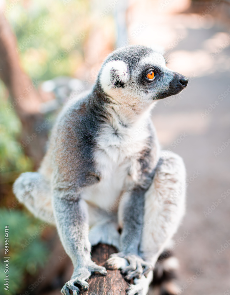 Fototapeta premium Lemur sitzt auf einem Geländer