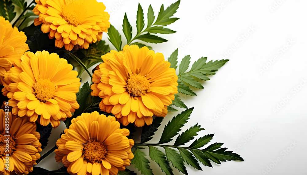Close Up of Yellow Flowers and Green Leaves on White Background Close Up of Yellow Flowers and Green Leaves on White Background