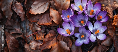 Purple Crocus flowers basking in the morning sun against a backdrop of brown leaves, captured in a close-up above view with copy space image.