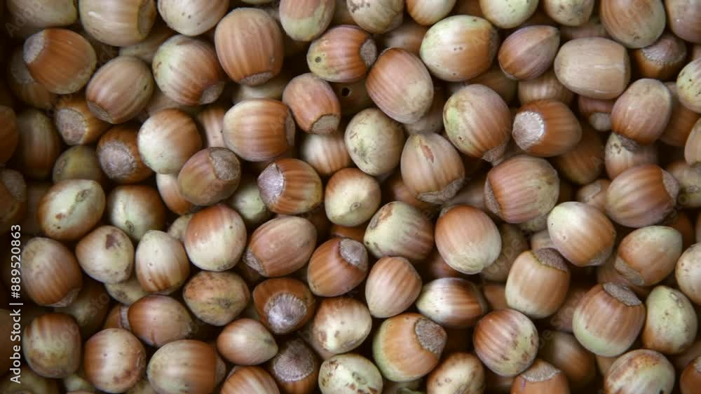 Close-up view of large group of Corylus avellana (common hazel) fresh brown nuts. Soft focus. Textured raw food background. Close-up view of large group of Corylus avellana (common hazel) fresh brown nuts. Soft focus. Textured raw food background.