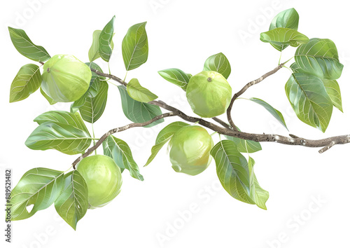 Wallpaper Mural Branch with green fruits, highlighting nature's produce in a fresh setting. Isolated on a transparent background Torontodigital.ca
