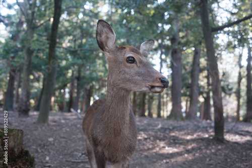 Portrait of a doe in the wild