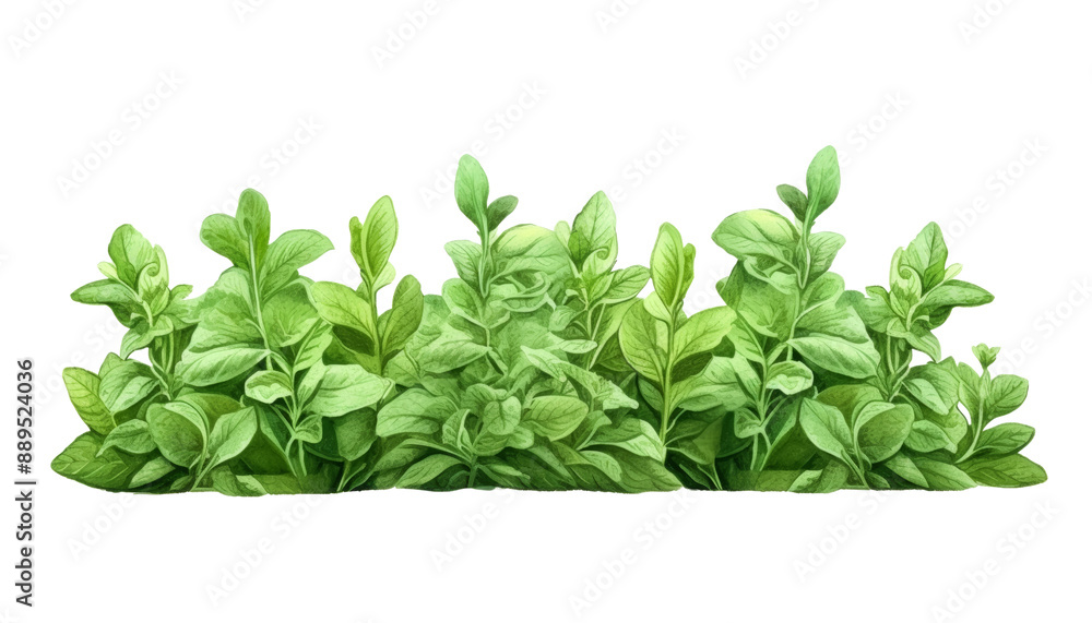 Obraz premium fresh green herb watercolor isolated on transparent background cutout