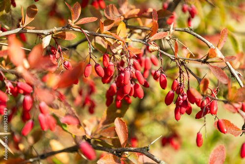Принти на полотні Bright mature berries on the branch of Berberis thunbergii in autumn