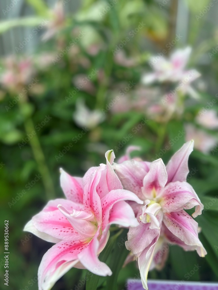 Pink lilies portrait photo zoomed in on flower Pink lilies portrait photo zoomed in on flower