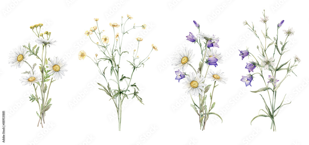 Watercolor botanical set of bouquets of summer meadow flowers. Hand drawn illustration of Chamomile and little violet bell. Yellow tansy and white daisy and blue bluebell on isolated background. Watercolor botanical set of bouquets of summer meadow flowers. Hand drawn illustration of Chamomile and little violet bell. Yellow tansy and white daisy and blue bluebell on isolated background.