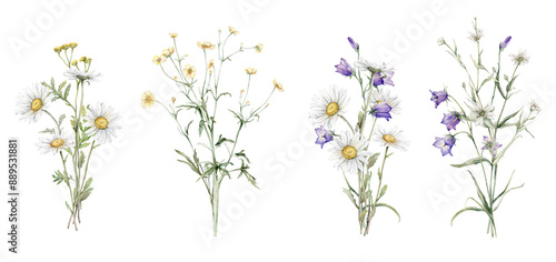Watercolor botanical set of bouquets of summer meadow flowers. Hand drawn illustration of Chamomile and little violet bell. Yellow tansy and white daisy and blue bluebell on isolated background.