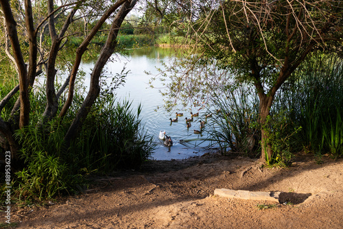 Patos en el lago 