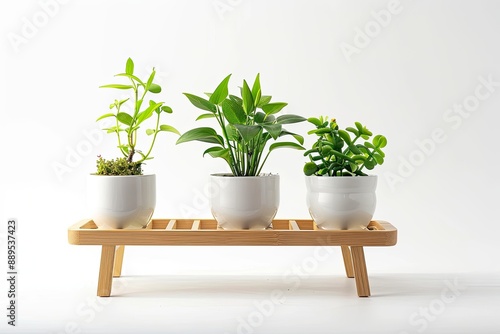 green plants in white pots on wooden shelf or racks for indoor decoration