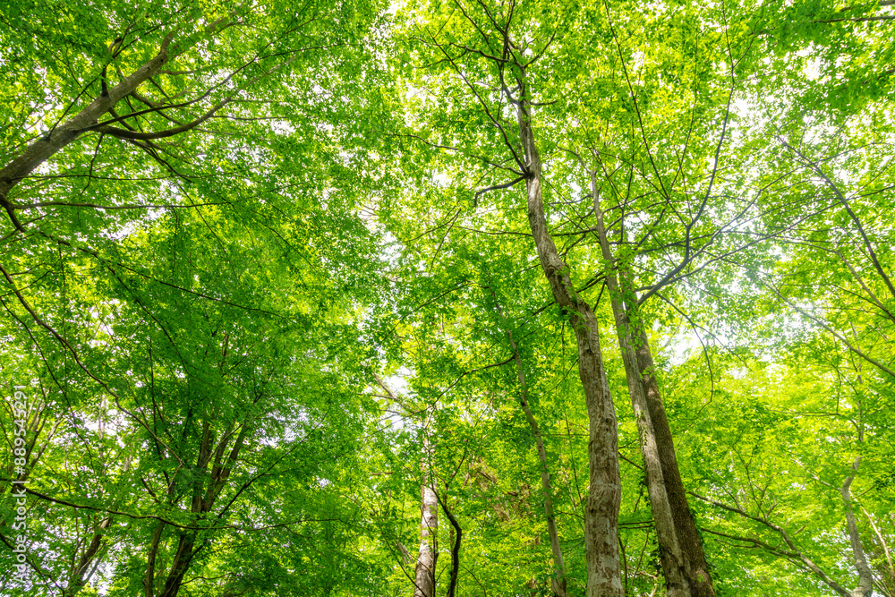 Green trees in the forest in summer Green trees in the forest in summer