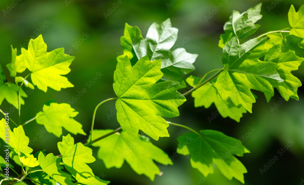 Green leaves on a tree in nature Green leaves on a tree in nature