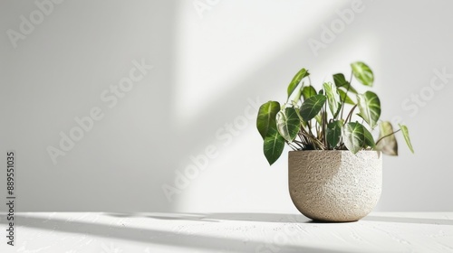 A Plant in a Pot on a White Table with Light Shadowing