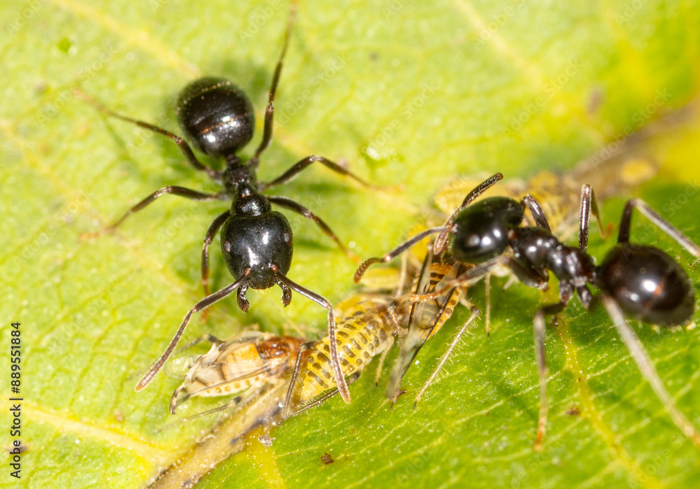 Ants collect aphids on a tree leaf. Macro Ants collect aphids on a tree leaf. Macro