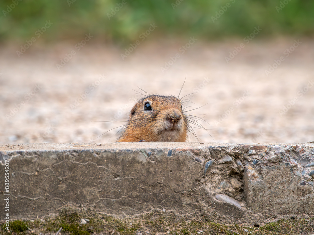 Prairie dog drinking from a puddle on the asphalt Prairie dog drinking from a puddle on the asphalt