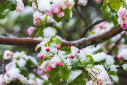 Принти на полотні Sudden May snow over apple tree flowers in the garden close-up during spring fro
