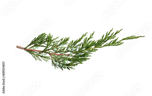 Juniper branch with berries isolated on white background. Design element for creating holiday compositions, collages, cards, invitations. photo