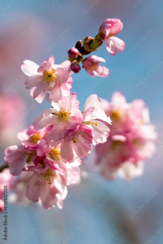 Naklejka premium Kirschblüten im Sonnenschein