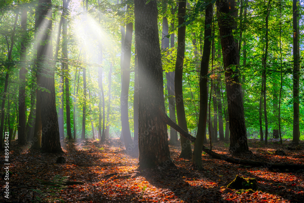 Obraz premium Beautiful sunny morning in green forest