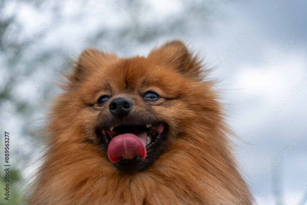 A fluffy brown dog with a pink tongue is smiling and looking at the camera. The dog's fur is long and fluffy, giving it a cute and cuddly appearance A fluffy brown dog with a pink tongue is smiling and looking at the camera. The dog's fur is long and fluffy, giving it a cute and cuddly appearance