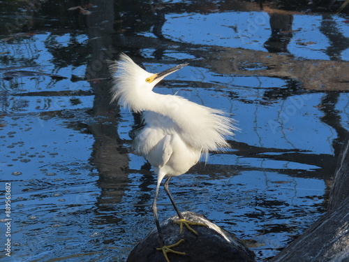 Egret on display