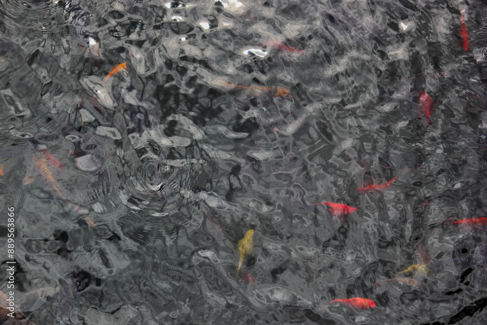The texture of water with floating colorful fish, yellow and red colors The texture of water with floating colorful fish, yellow and red colors