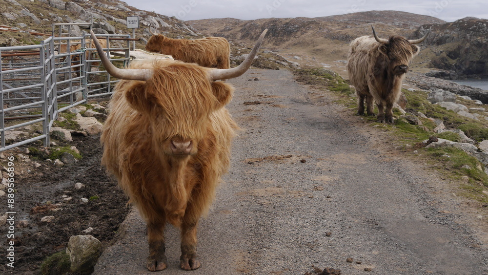 Fototapeta premium Highland Cattles on the Road to Hushinish, Isle of Harris Scotland
