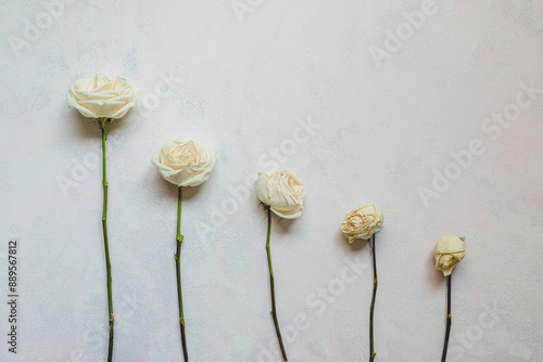 withering flower stages with 5 white roses on white background photo