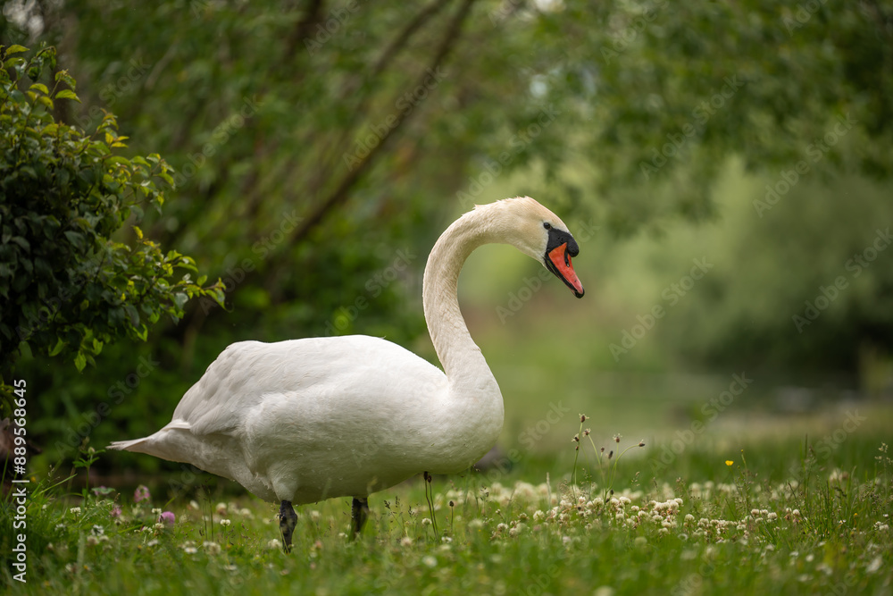 Schwan im Grünen Schwan im Grünen