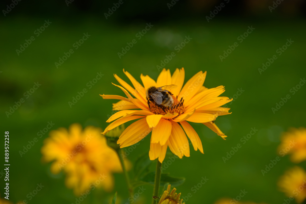orange daisies in outdoor park on green grass in mid summer with bee in flower orange daisies in outdoor park on green grass in mid summer with bee in flower