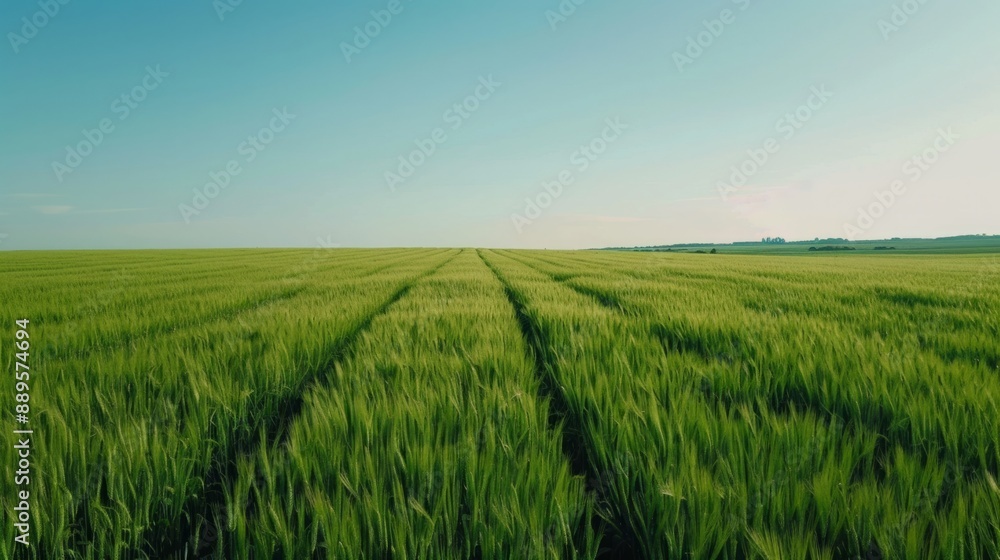 Obraz premium Golden Harvest: Aerial View of Lush Green Wheat Field Ready for Harvest Under Clear Blue Sky, Copy Space