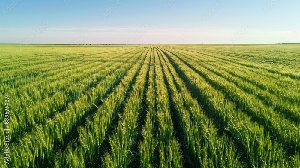 Golden Harvest: Aerial View of Lush Green Wheat Field Ready for Harvest Under Clear Blue Sky, Copy Space Golden Harvest: Aerial View of Lush Green Wheat Field Ready for Harvest Under Clear Blue Sky, Copy Space