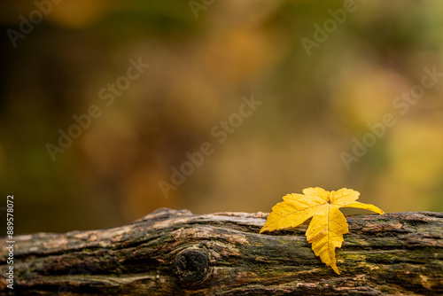 gelbes Ahornblatt im Herbst photo