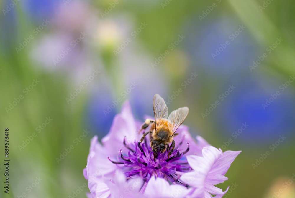 Fototapeta premium Honey Bee on Cornflower in Garden