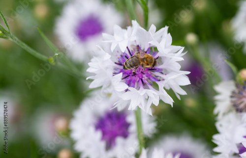 Honey Bee on Cornflower in Garden