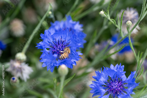 Honey Bee on Cornflower in Garden