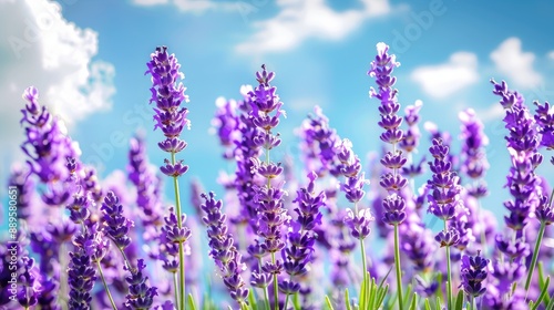 A field of blooming lavender under a bright blue sky, providing a vibrant floral background.