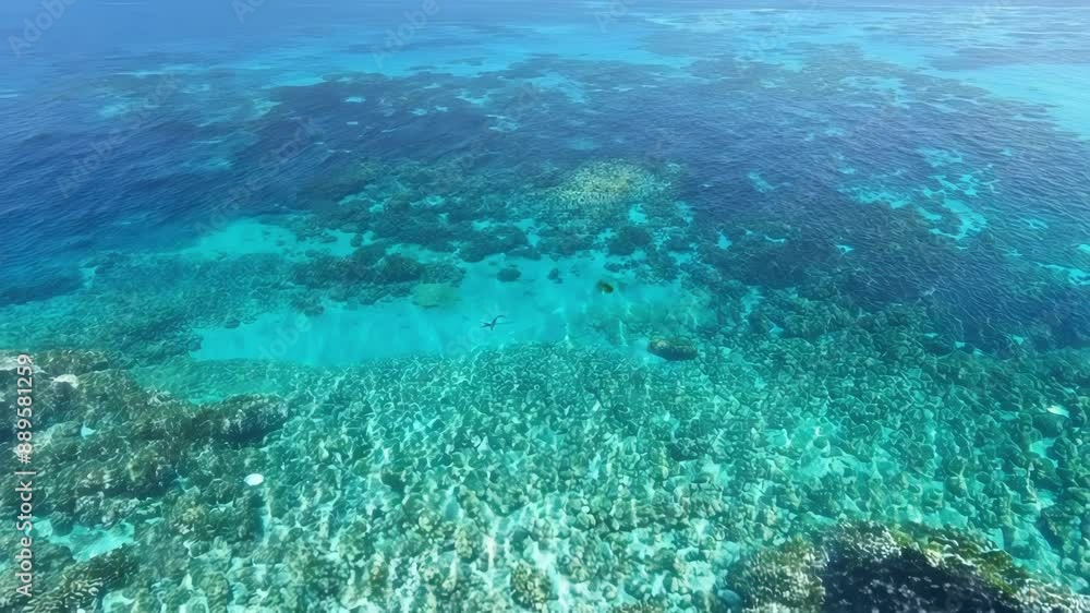 A breathtaking aerial shot of an expansive reef system highlighting its thriving and diverse inhabitants. A breathtaking aerial shot of an expansive reef system highlighting its thriving and diverse inhabitants.