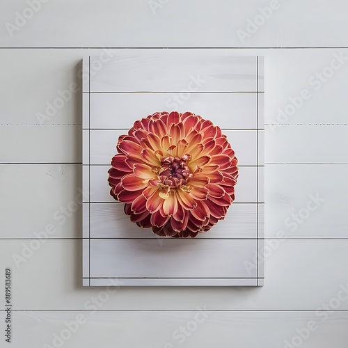 Beautiufl color of flower on white wooden background photo